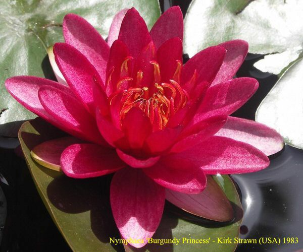 Nymphaea 'Burgundy Princess'